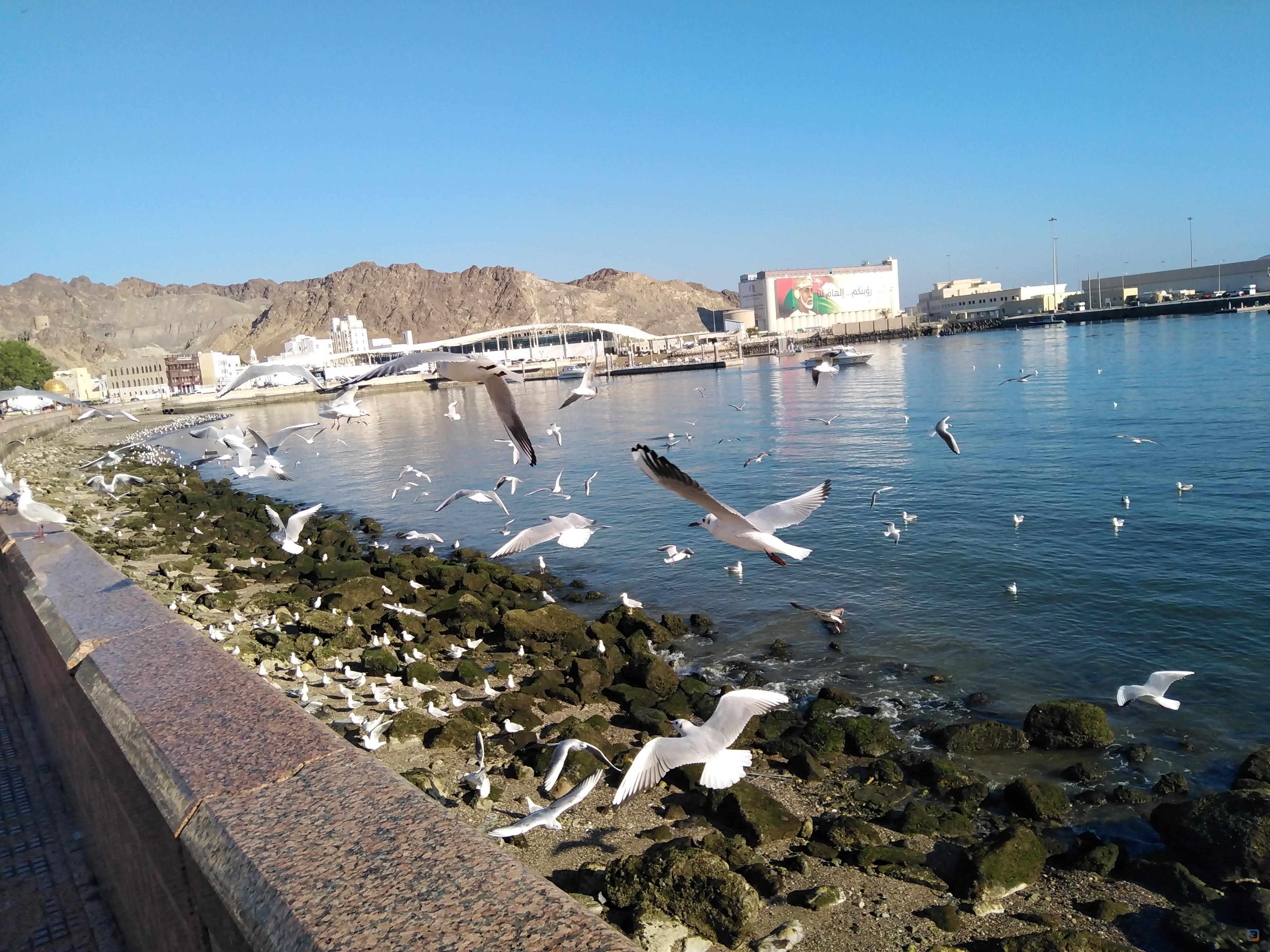 Muscat sea birds include gulls and terns like the Sooty Gull, White-cheeked...