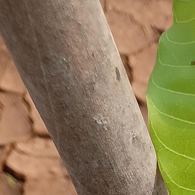 Chittiboyana Venkata Subbaiah