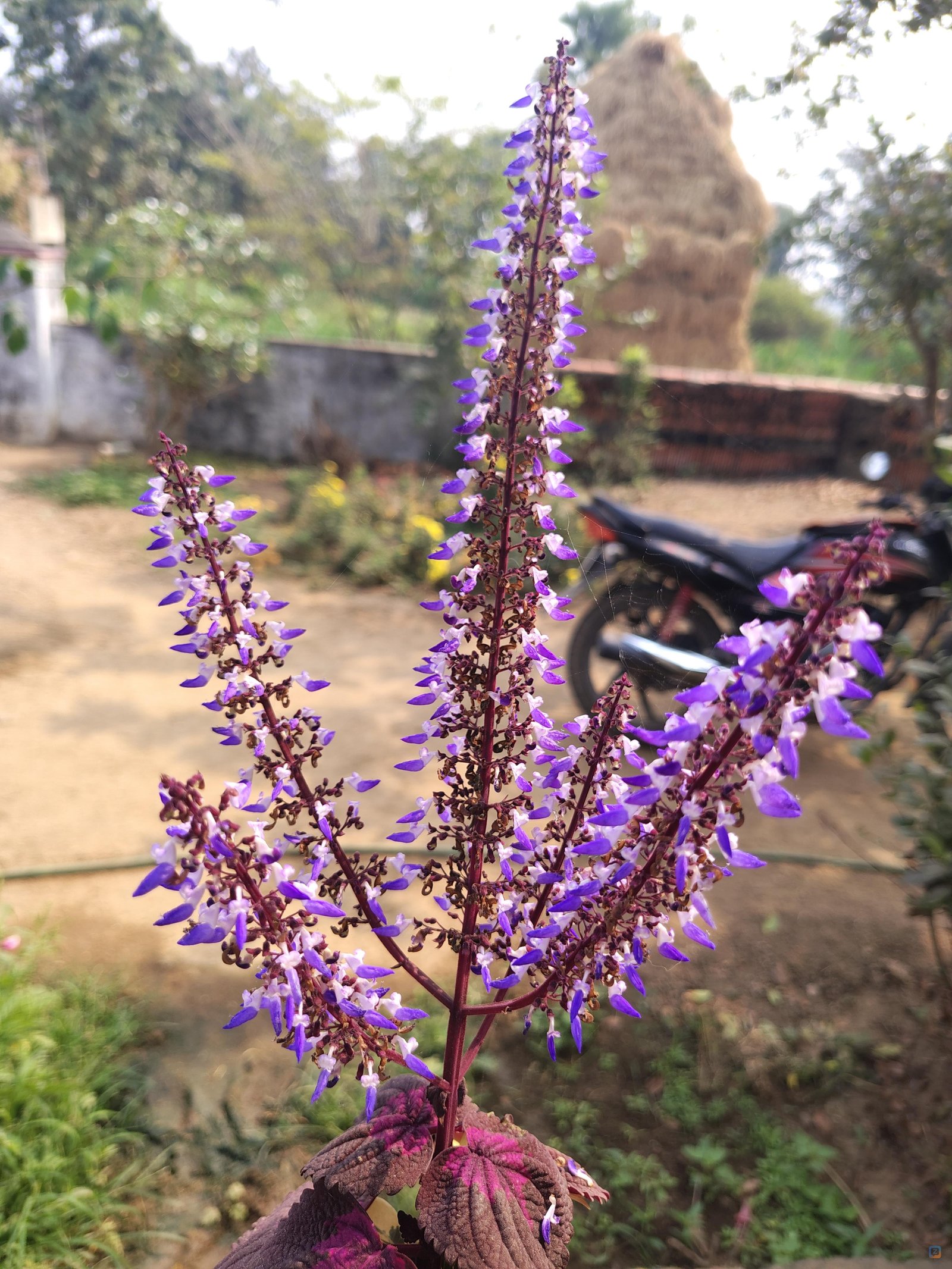 <a href="https://central.zyngram.net/search/hashtag/nature">#nature</a> <a...