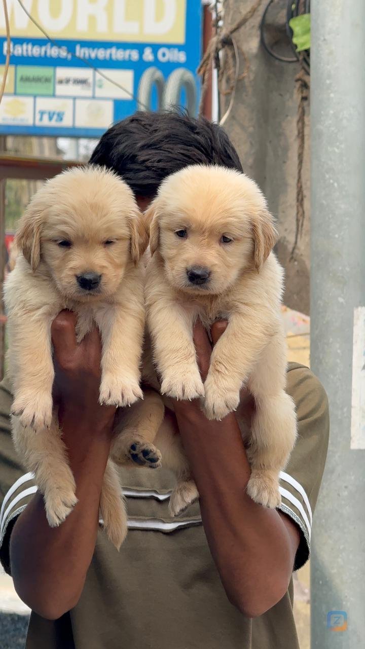 Lab for adoption (free)