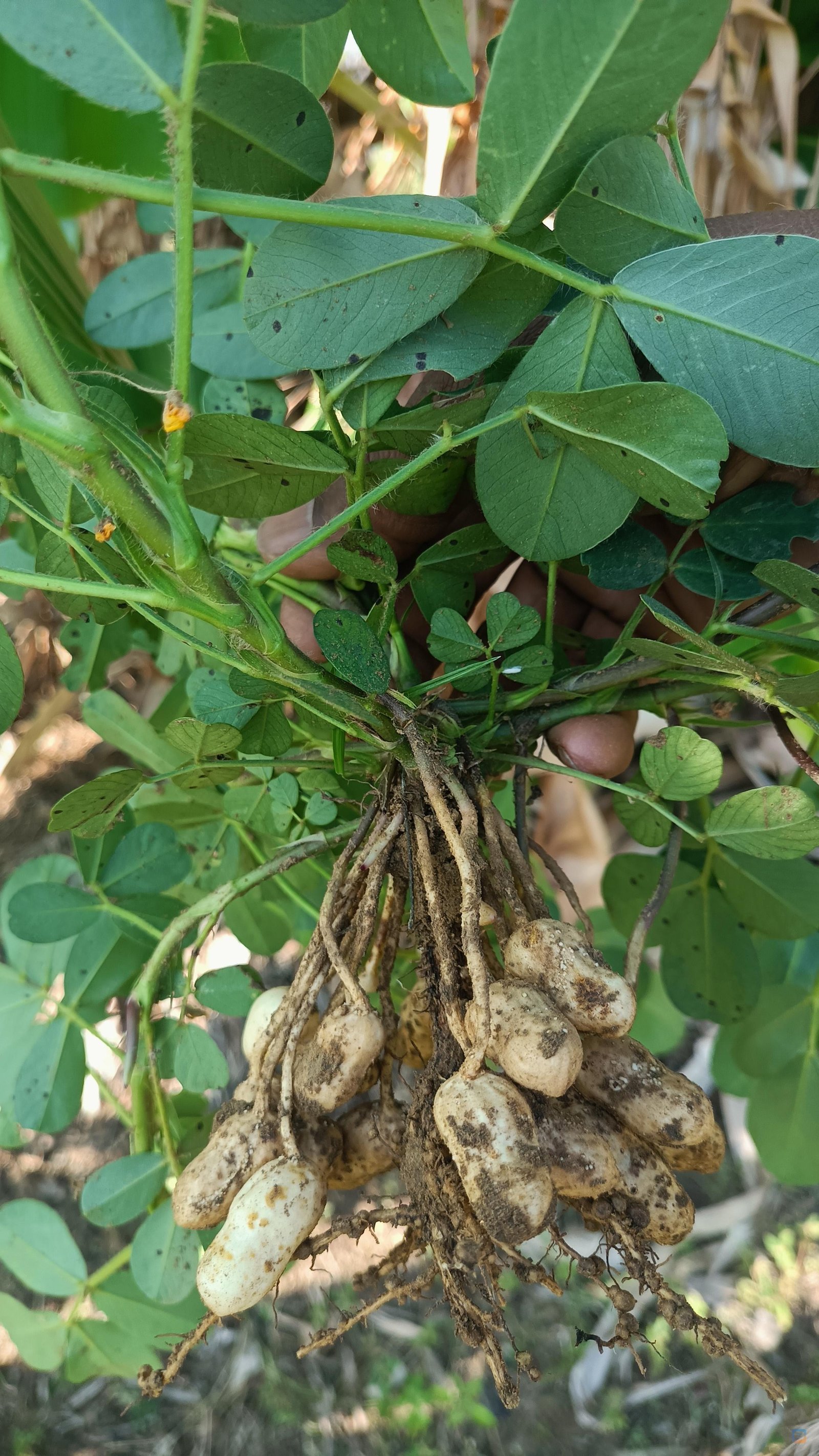 ఈ వేరుశనగ ఇలా రావడానికి భూమిలో 90 రోజులు వెయిట్ చేస్తుంది అప్పుడు కదా దాన్ని...