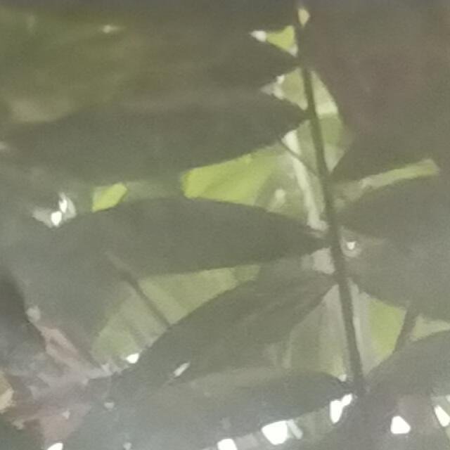 Siddu Srinivasula Reddy